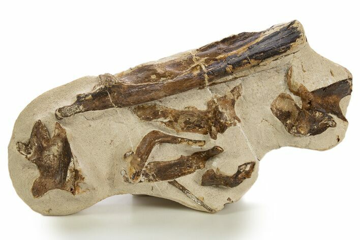 Fossil Aquatic Reptile Bones in Rock - Asfla, Morocco #328653